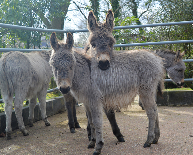 The Donkey Sanctuary 4 Foals ii