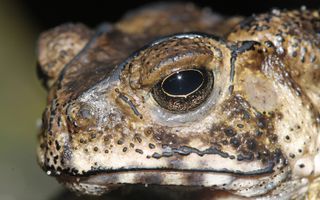 Duttaphrynus melanostictus, the toxic Asian toad invading Madagascar.