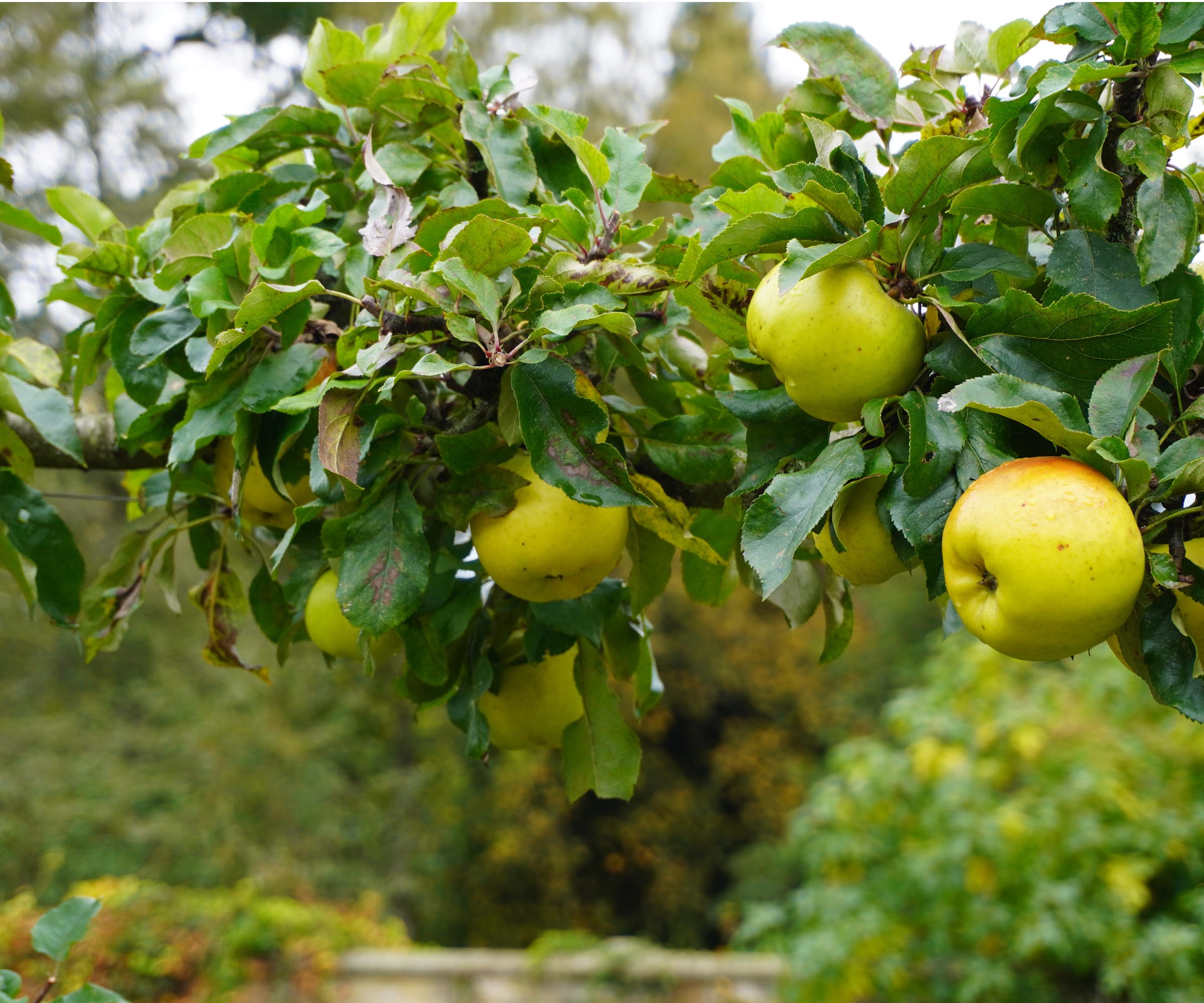 Apples at Gravetye Manor