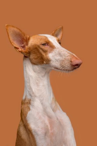 A poised Ibizan Hound with a tan and white coat against an orange background