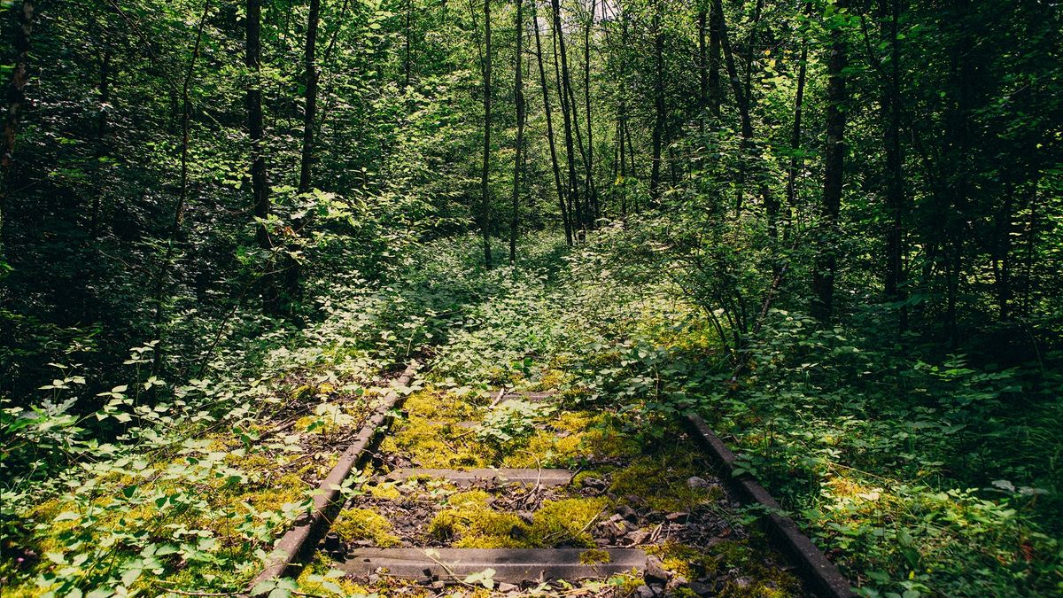 overgrown railroad tracks through a dense forest