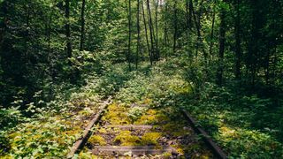 overgrown railroad tracks through a dense forest