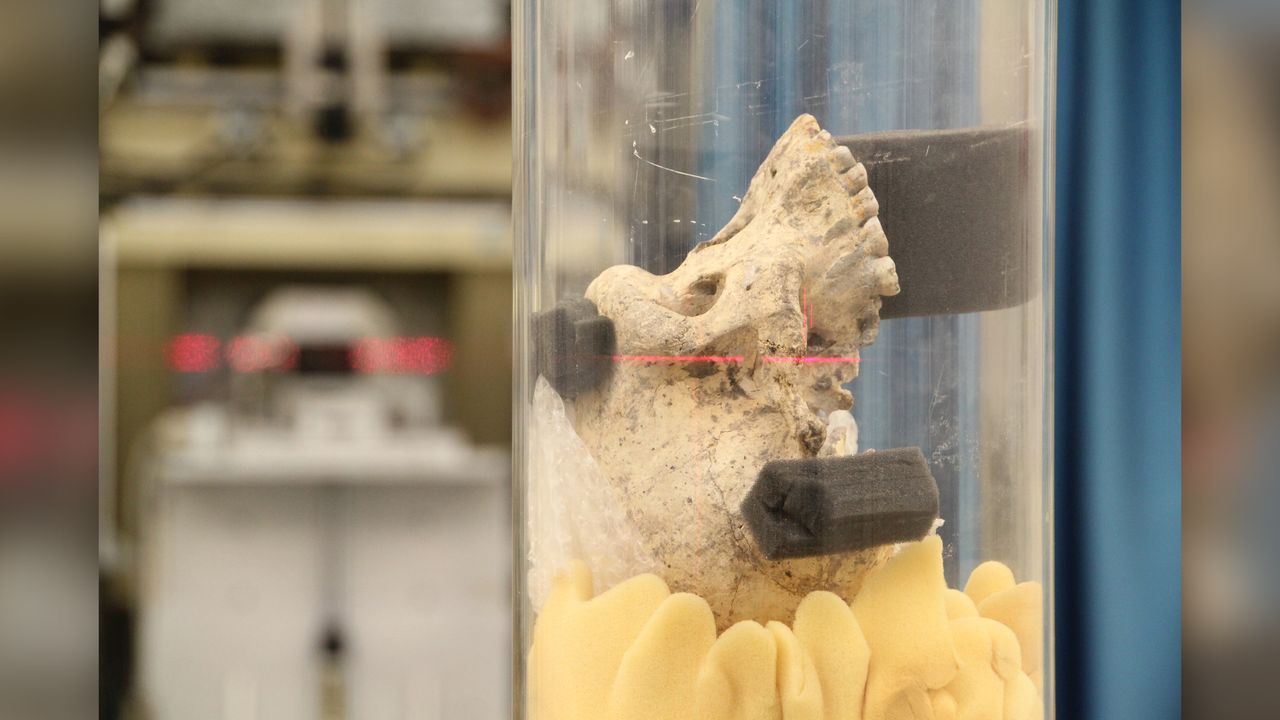 This specimen from Dmanisi, Georgia is the most complete skull of early Homo on record. Here, researchers image it using electromagnetic radiation from the synchrotron at the European Synchrotron Radiation Facility in Grenoble, France.