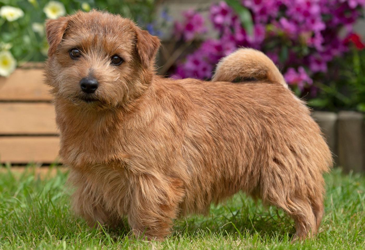 Norfolk Terrier: a classic terrier breed