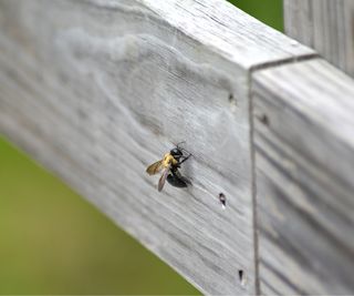 Carpenter bee on wood