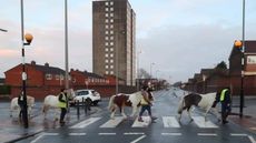 Walkers&rsquo; Wood: Park Palace Ponies crowdfunding
