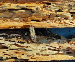 Carpenter ant damage in wood