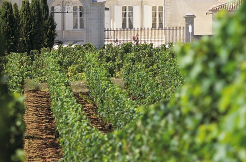 Dauphine Vines