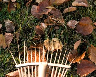 raking up autumn leaves from a lawn