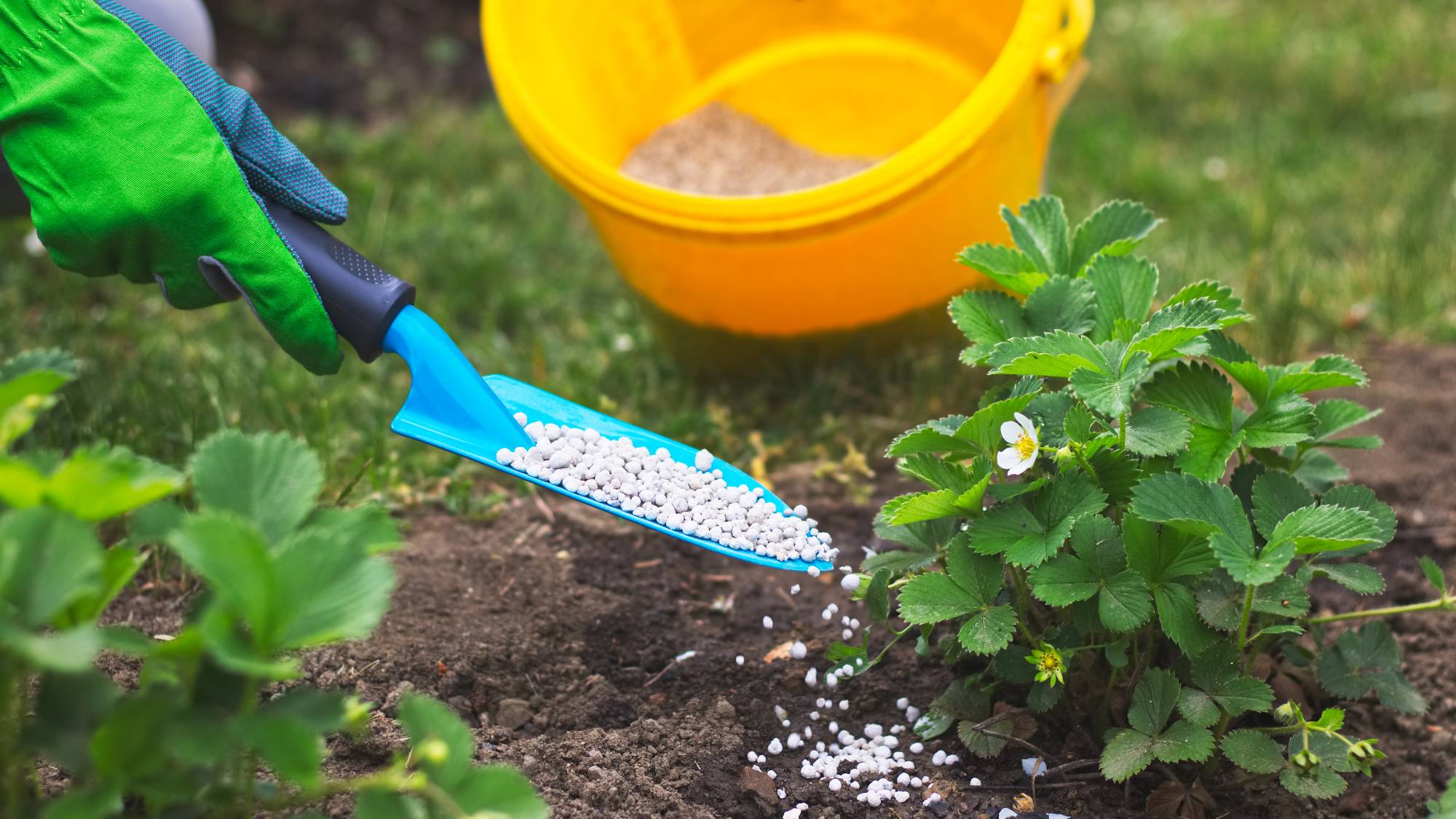 A trowel applying granular fertilizer from a yellow bucket to a small strawberry plant