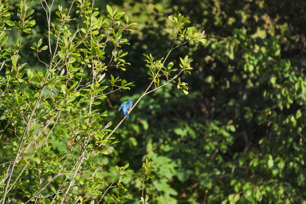 A photo taken on a Sony RX10 V bridge camera