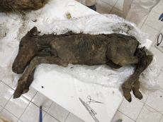 Called the Lena horse (<em>Equus caballus lenensis</em>), this ice age foal was found in the Batagaika Crater in eastern Siberia and is thought to have been just 2 months old when it died, likely by drowning in mud.