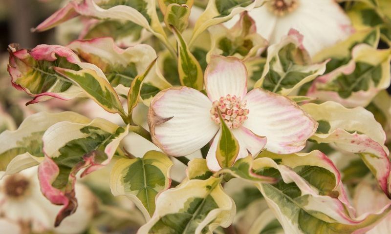 Dogwood flowers that are mostly white with pink around the outside. Leaves are green towards the inside and yellow/white towards the outside.