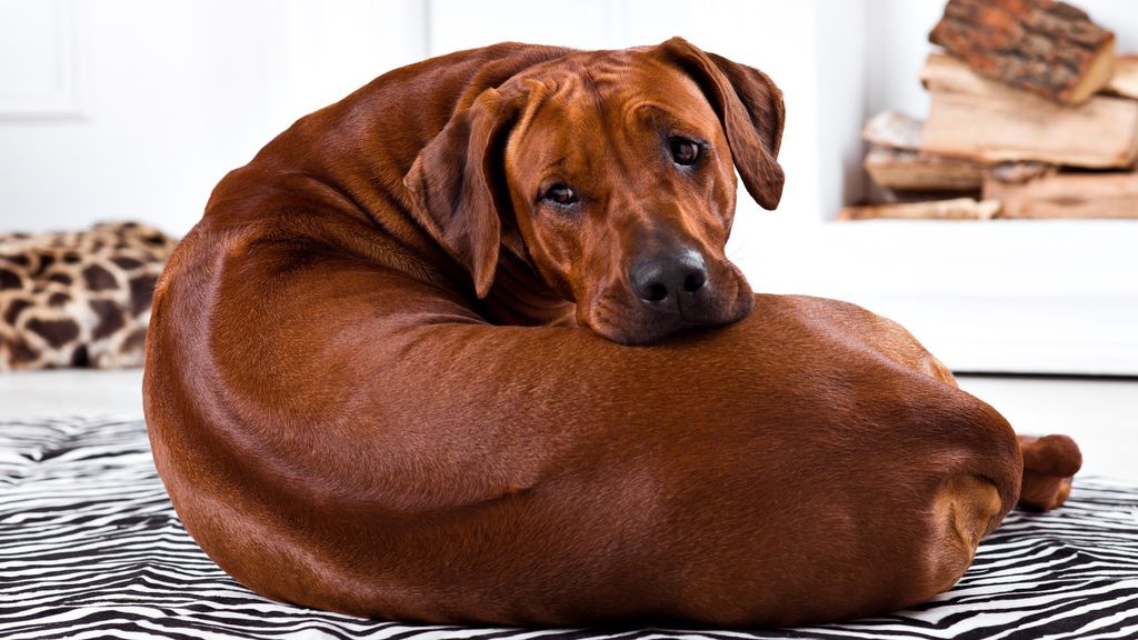 How to get a shiny dog coat great ideas from a vet PetsRadar