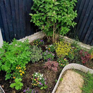 garden border with plants