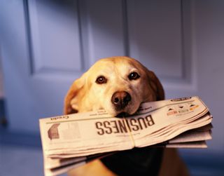 A dog biting the business page of a newspaper.