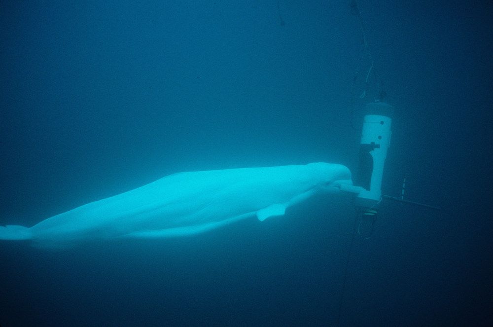 beluga whale