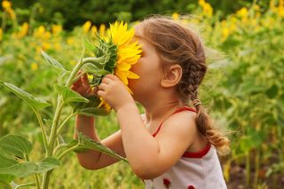 A little girl pulls a sunflower close to her face to smell it.