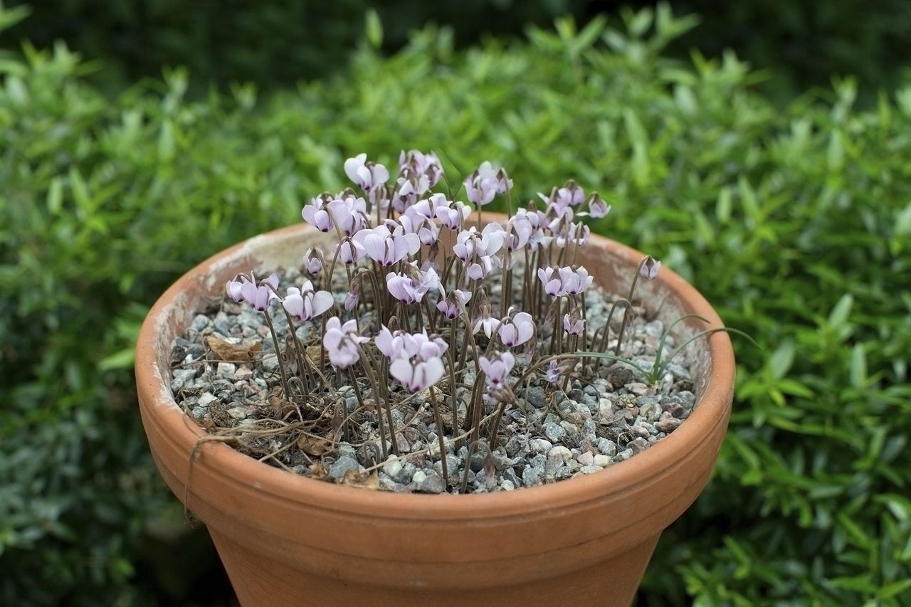 cyclamen container