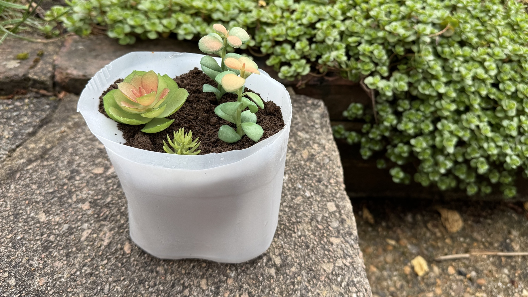 Mini garden in milk carton