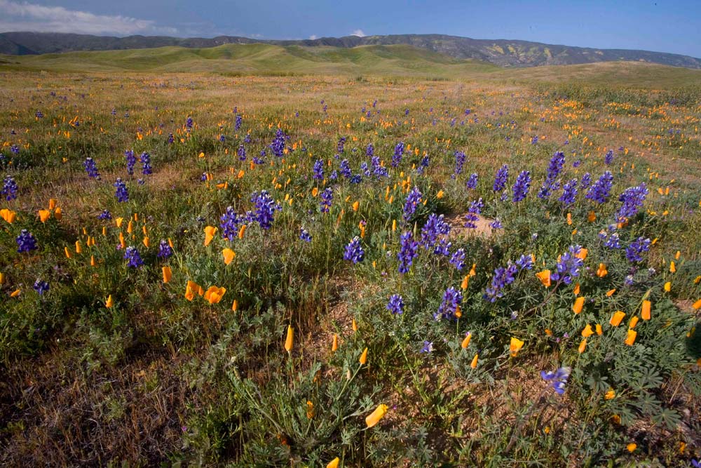 The Vibrant Wildflowers of Carrizo National Monument Live Science