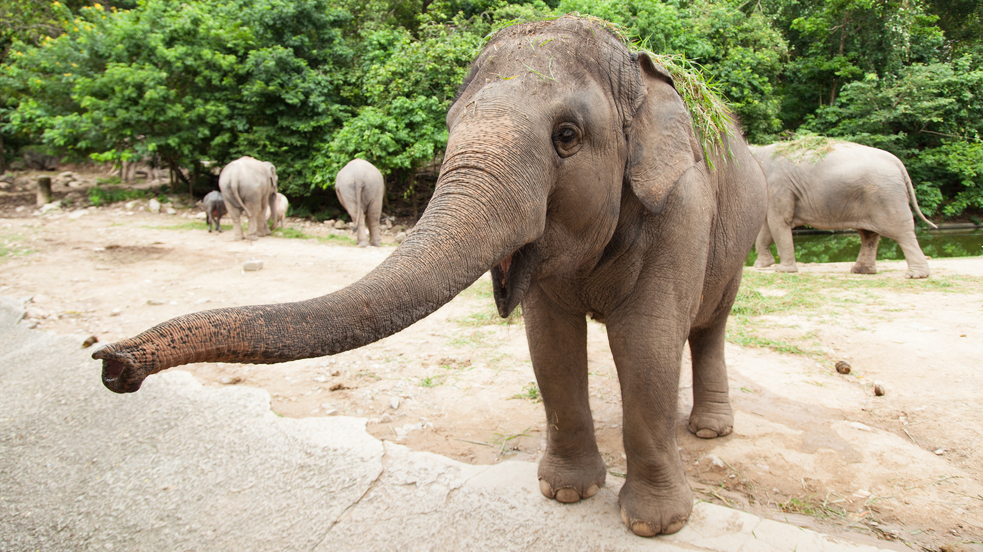 An Asian elephant extends its trunk.