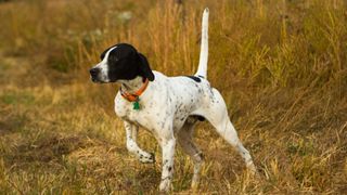 Black and white english pointer on point