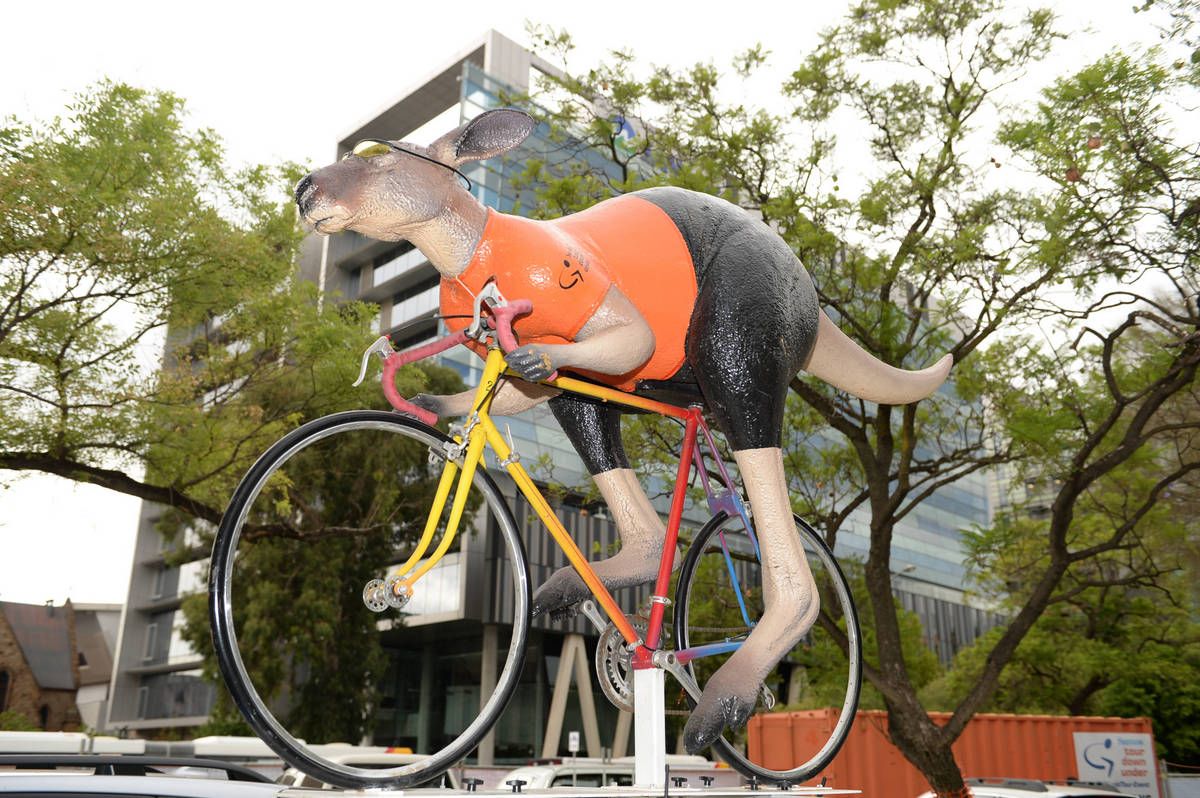 Kangaroos are a common sight in the Tour Down Under village