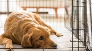 Golden Retriever lying in their crate looking forlorn