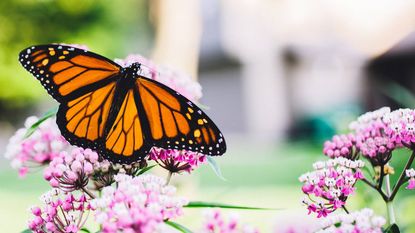 Monarch butterfly sits on pink milkweed flowers with wings open