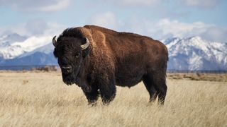 Male bison standing in field