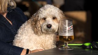 dog sitting at table with san miguel beer