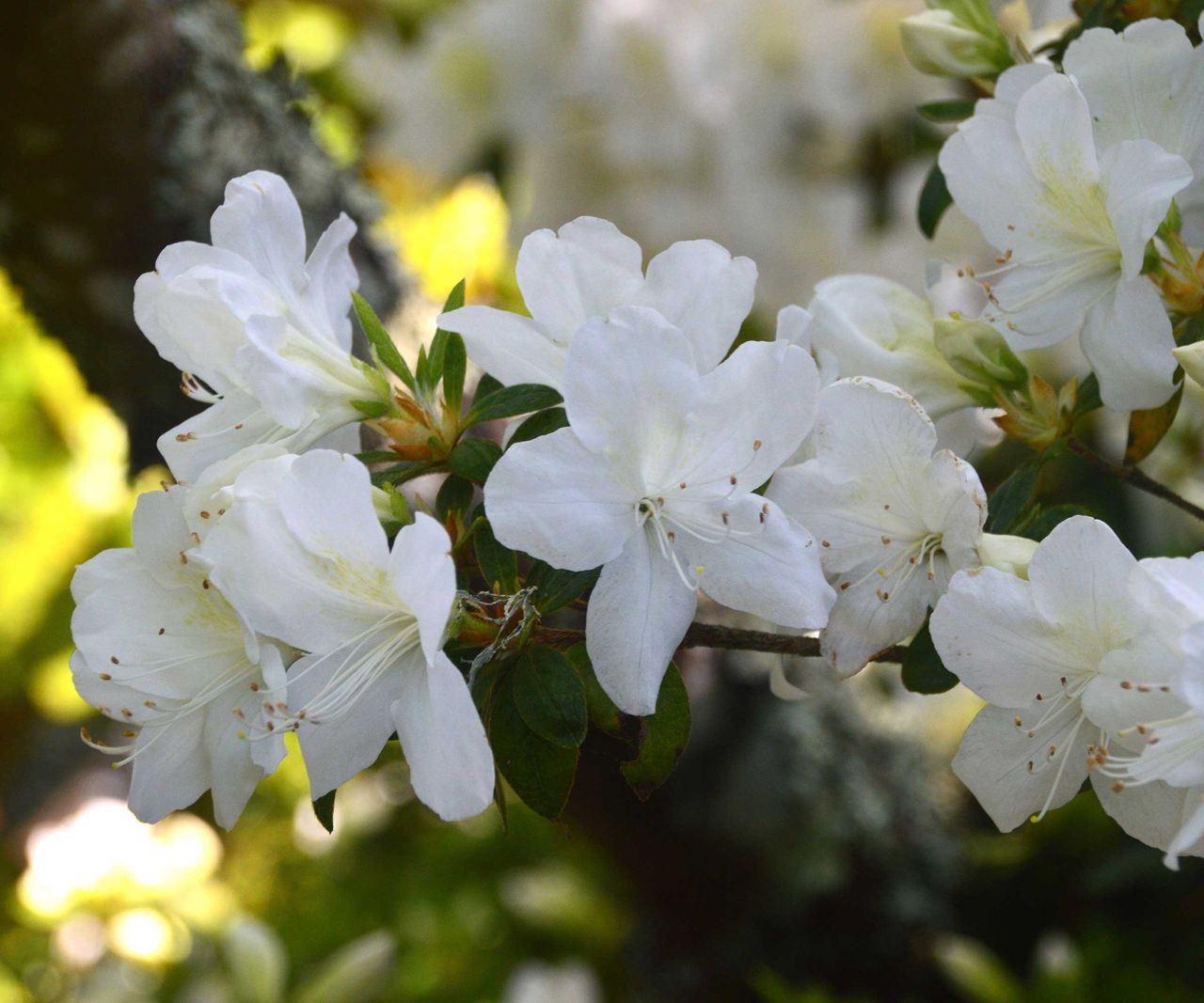 Best plants for Japanese gardens – 10 elegant choices