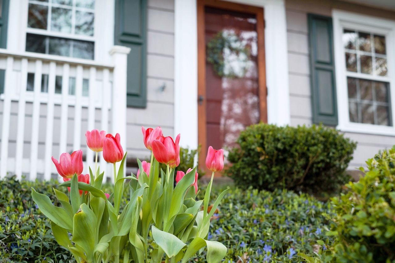 tulips growing in a front yard