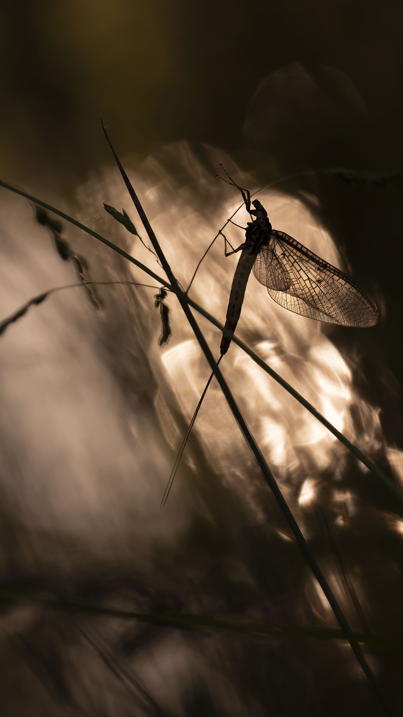 An insect as a silhouette and branches