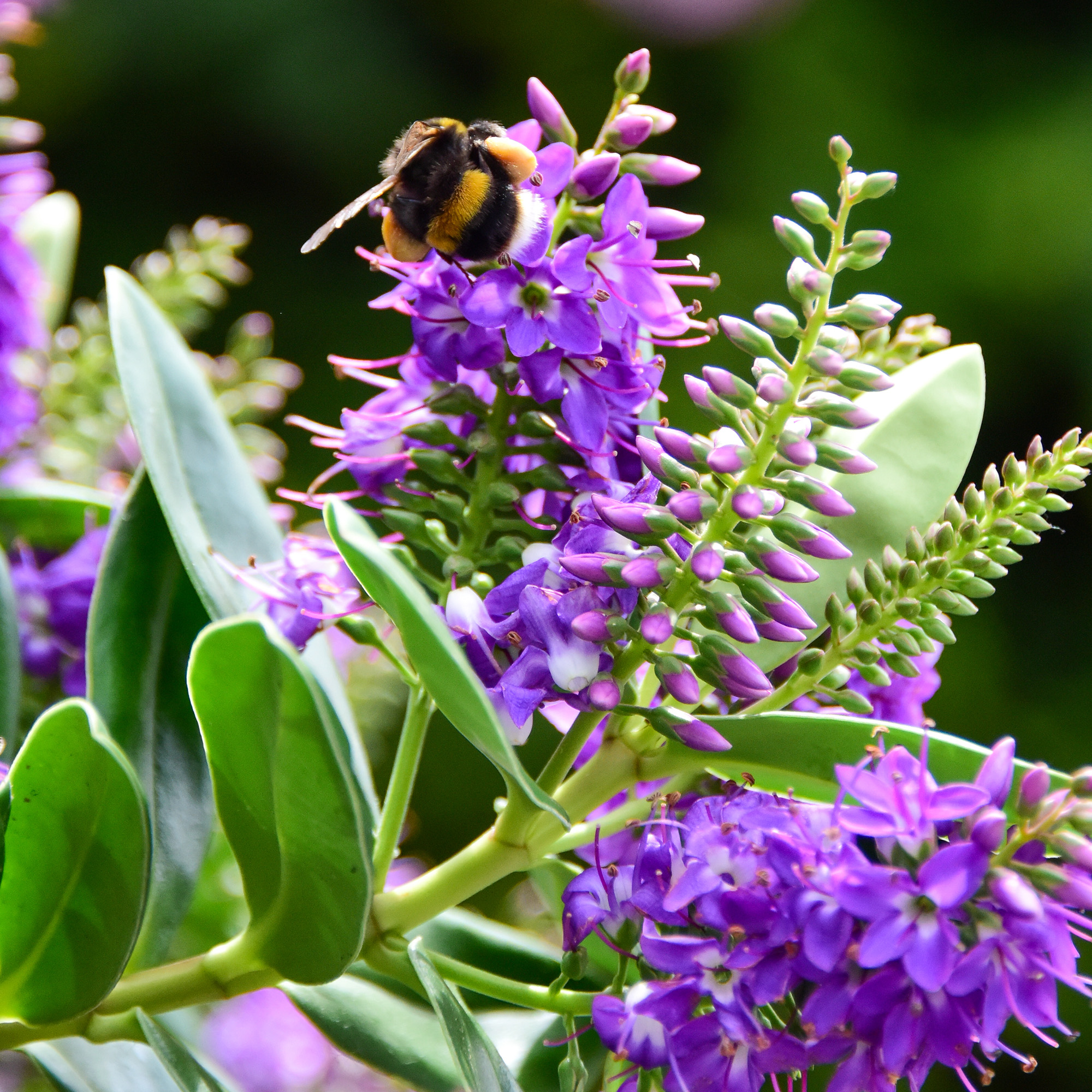 A buff-tailed bumblebee on a purple hebe speciosa flower