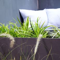 carex and grasses planted in planter box on sunny patio