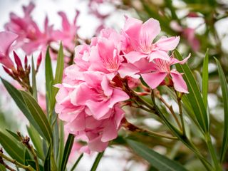 pink oleander flowers