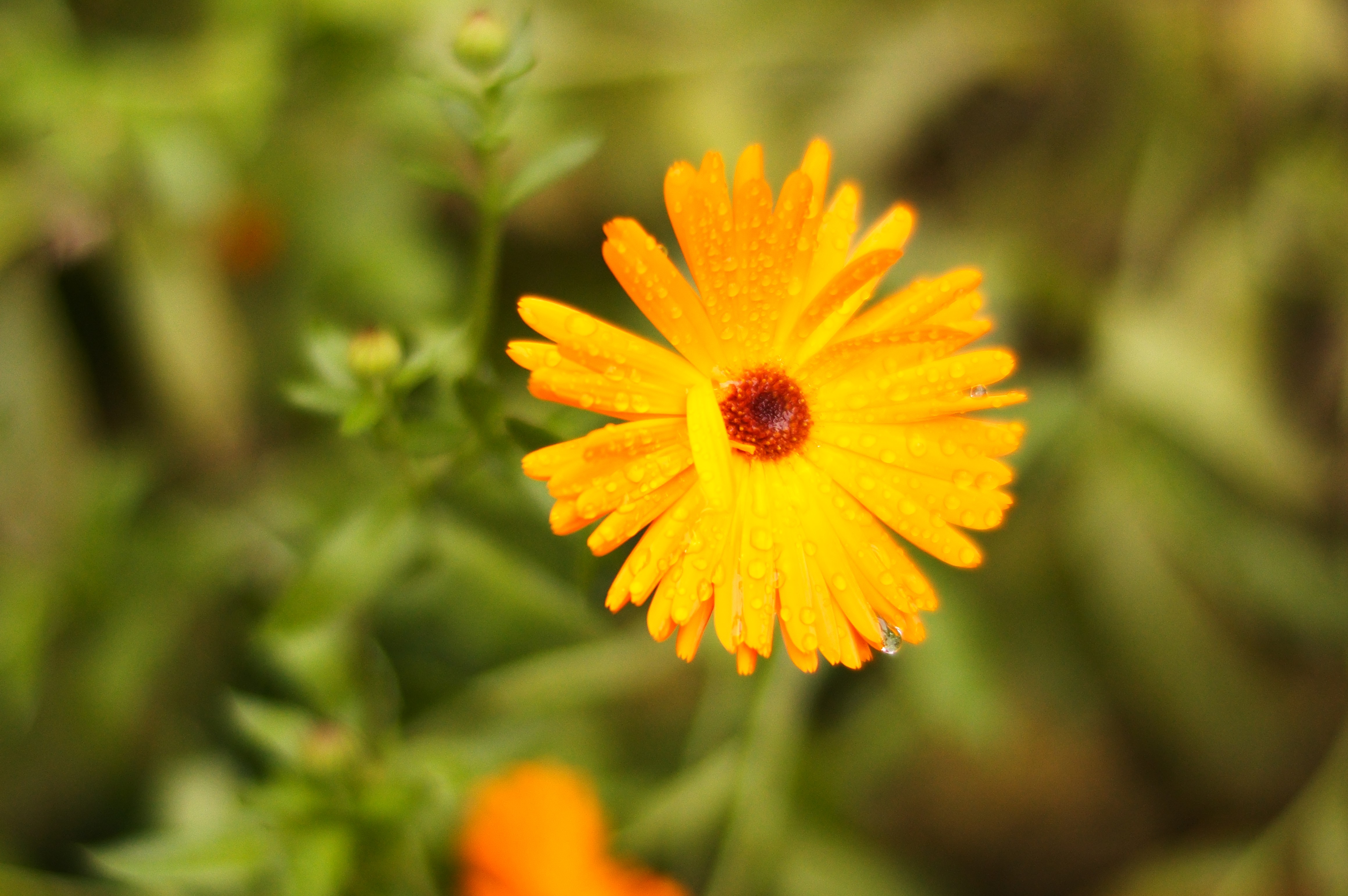 Images captured using the Leica M-EV1 by Sam Cross