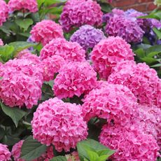 Vibrant pink hydrangea blooms