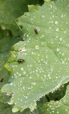 pepino melon pests flea beetles