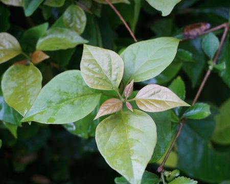 Bougainvillea Not Blooming