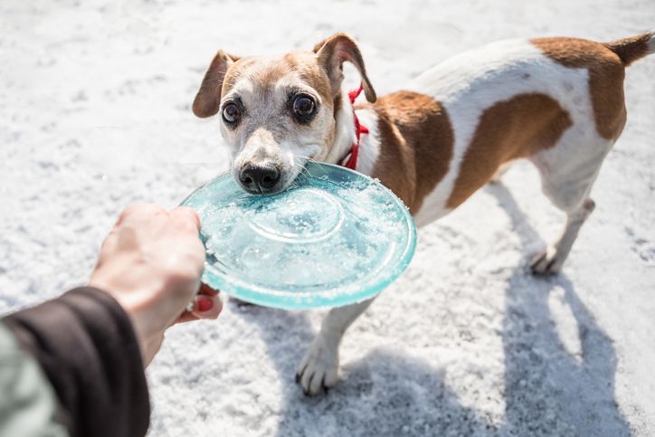 A terrier dog refusing to give back a frisbee