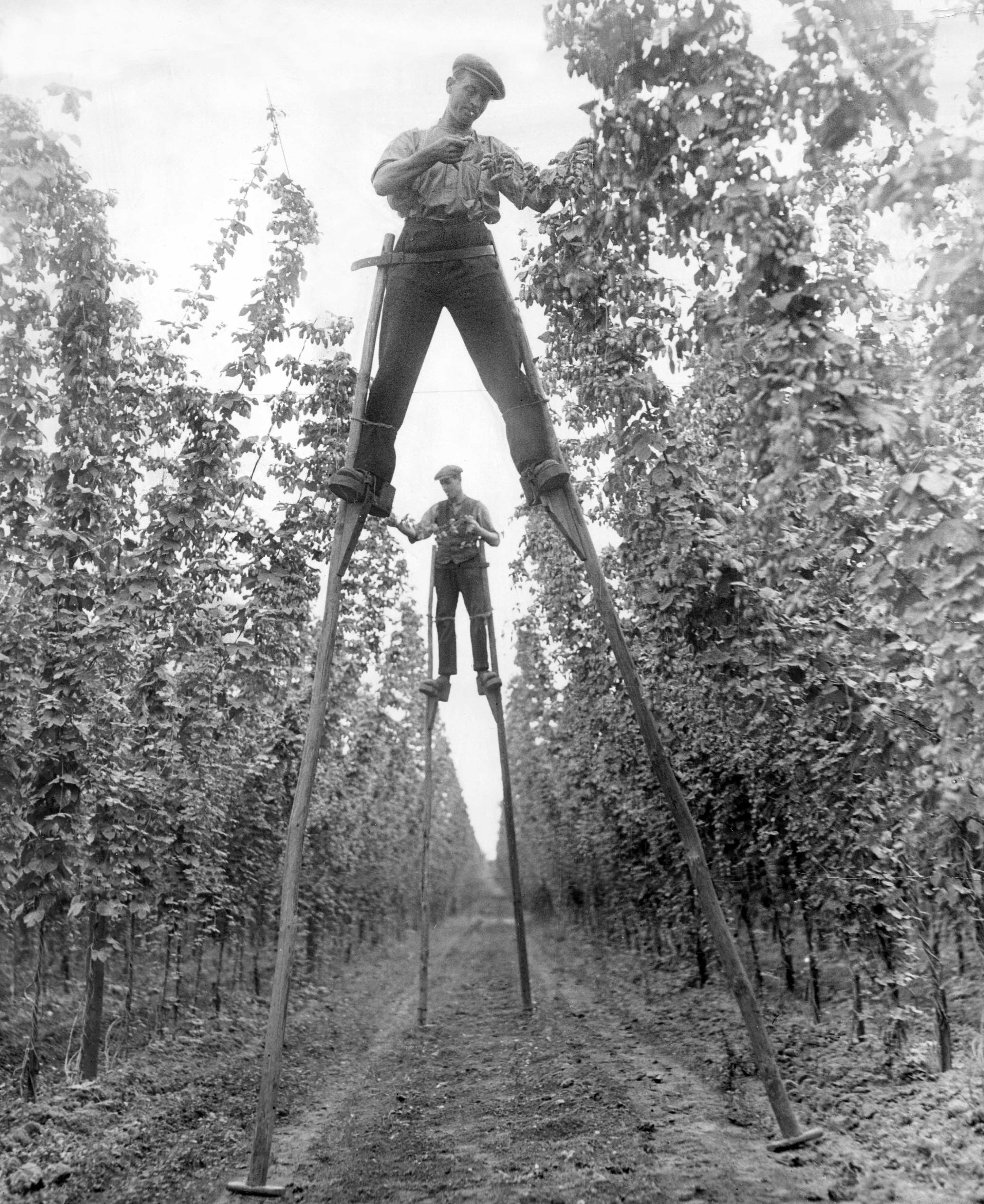 Seen from below, a man on tall wooden stilts examines hop vines in a long row, with a second stilt-walker framed between his legs further down the row.