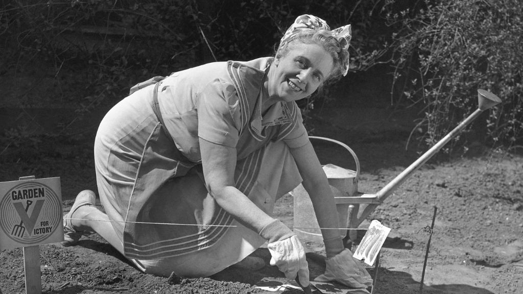 1950s, woman working in victory garden 