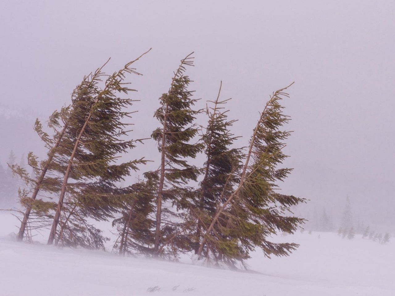 Five evergreen trees in a snowy field bend in the wind