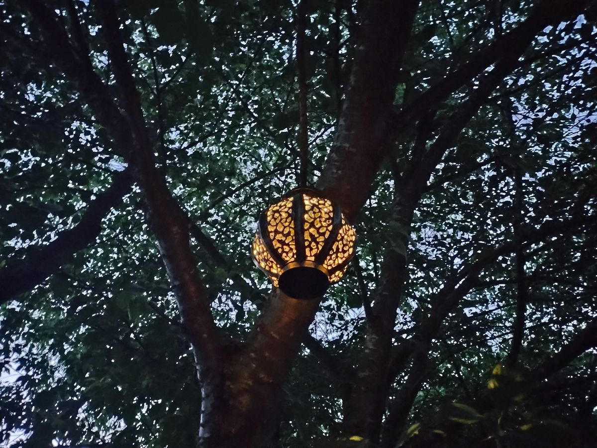 A lantern hanging from a tree