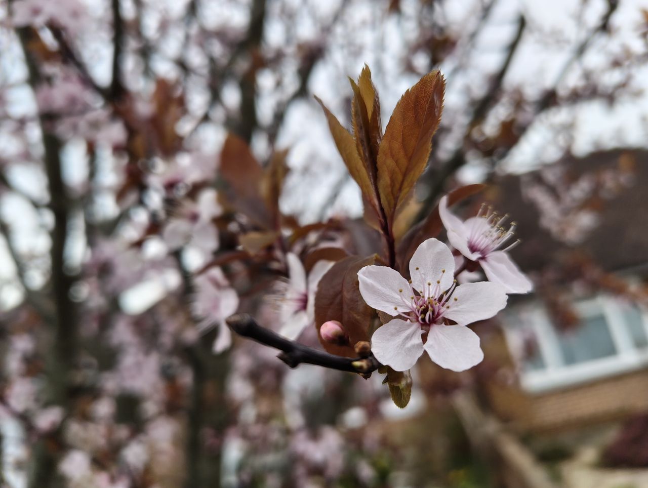 Nothing Phone 3a camera sample blossom portrait