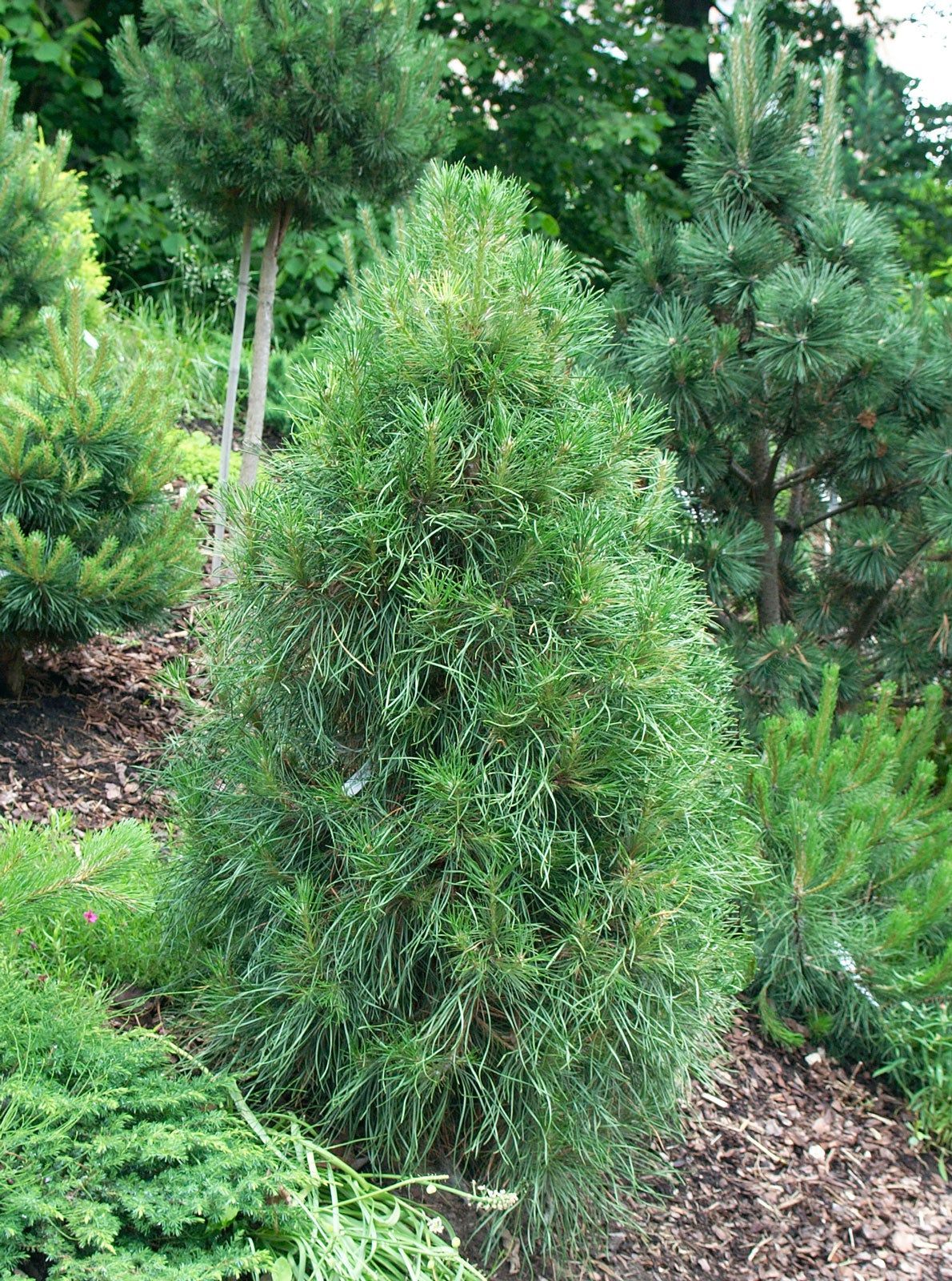 Northern Coniferous Plants