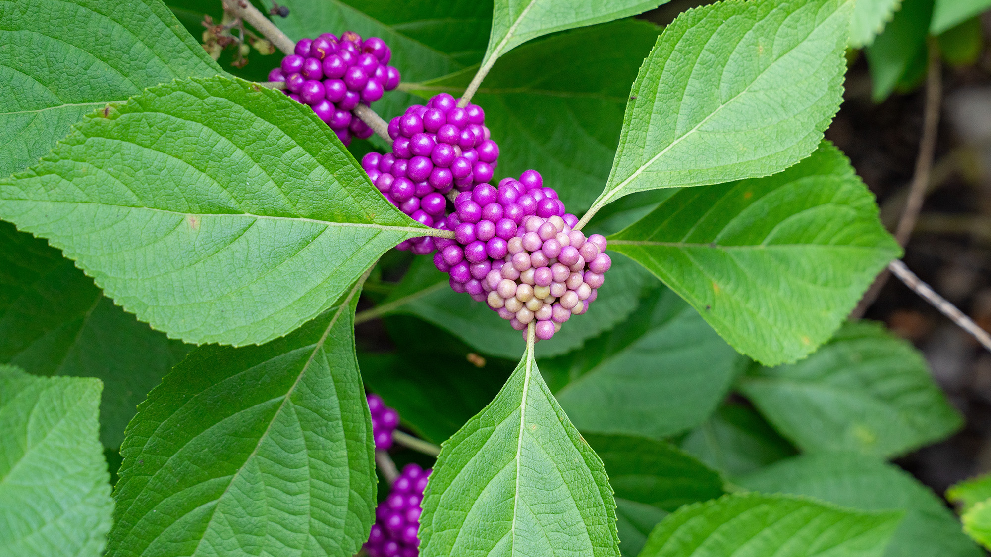 American beautyberry